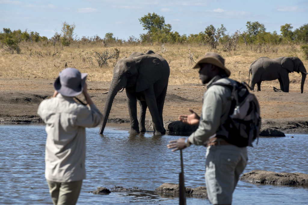 Somalisa-Expeditions-Hwange-National-Park-Zimbabwe-Walking-Safari-with-elephants-5-1-1024x684