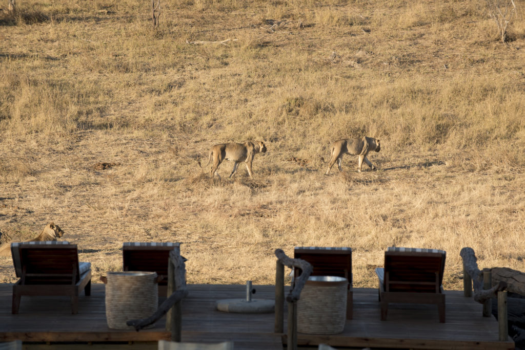 Somalisa-Expeditions-Hwange-National-Park-Zimbabwe-lions-close-to-camp-6-1024x684