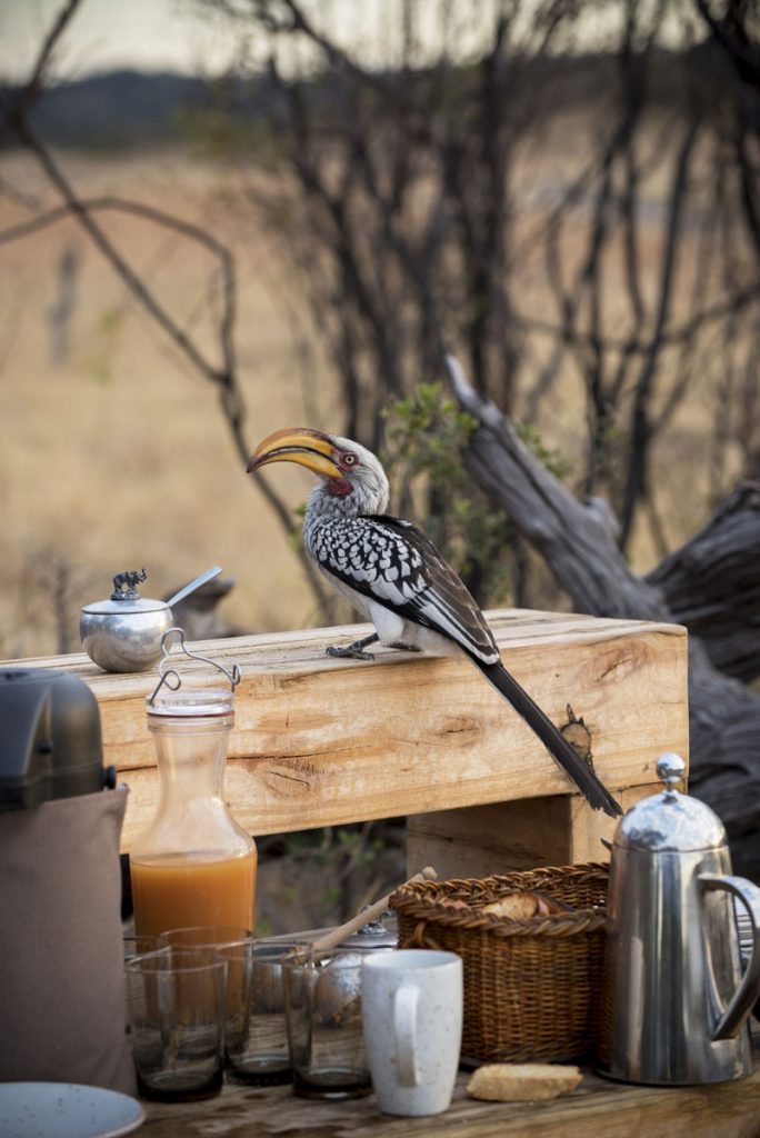 WILDLIFE_YELLOW-BILLED-HORNBILL_Somalisa-Expeditions-Hwange-National-Park-Zimbabwe-Yellow-billed-hornbill-with-food-3-684x1024