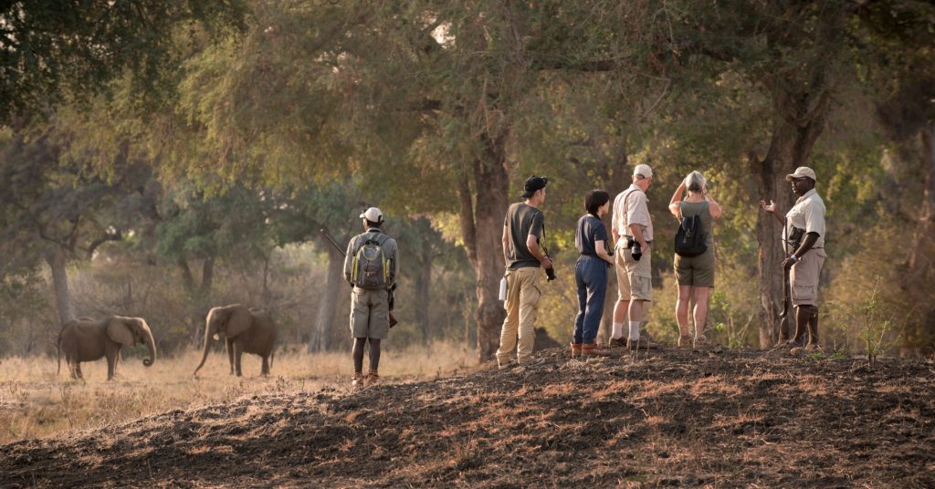 zambezi_expeditions_mana_pools_national_park_zimbabwe_safari_tented_camp_african_bush_camps_walking_safari_elephant_13-1024x536
