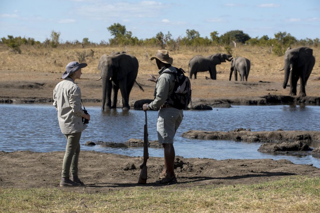 Somalisa-Expeditions-Hwange-National-Park-Zimbabwe-Walking-Safari-with-elephants-6-1024x684