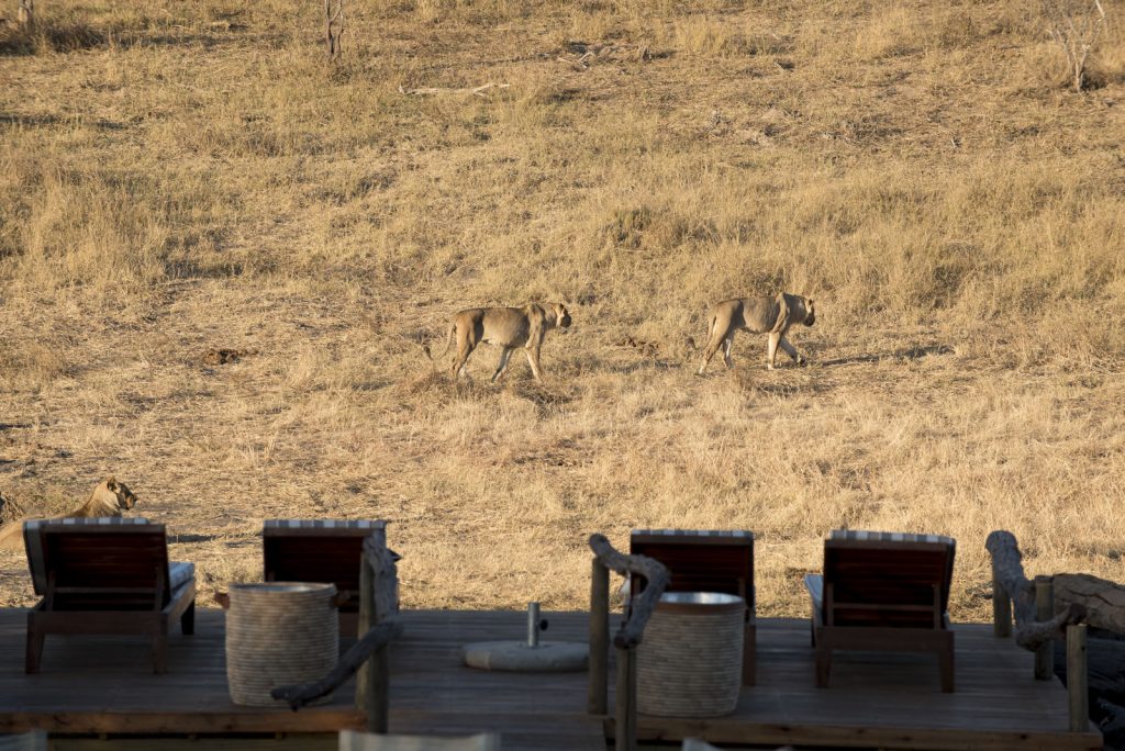 Somalisa-Expeditions-Hwange-National-Park-Zimbabwe-lions-close-to-camp-6-1024x684 (1)