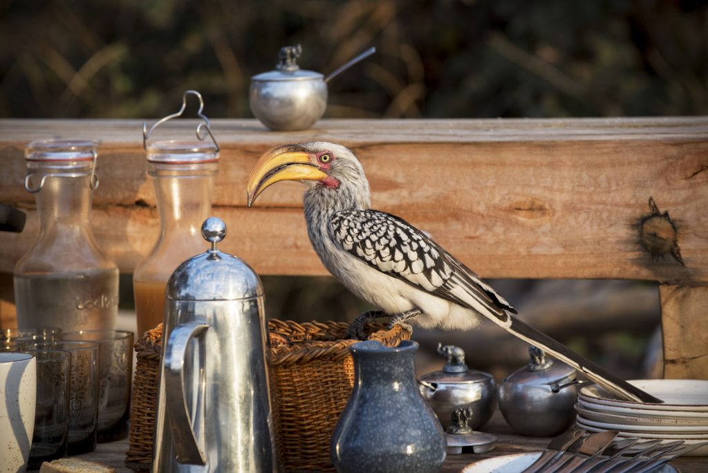 WILDLIFE_YELLOW-BILLED-HORNBILL_Somalisa-Expeditions-Hwange-National-Park-Zimbabwe-Yellow-billed-hornbill-with-food-1-1024x684
